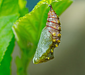 Red Admiral chrysalis