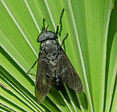 Black Horsefly