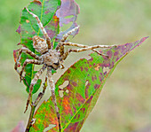 White-banded Fishing Spider