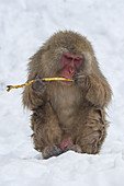 Snow Monkey Eating Bark