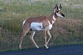 Pronghorn Crossing Road