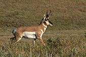 Pronghorn Antelope