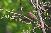 House Finch