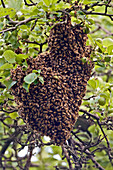 Honey Bees Swarming