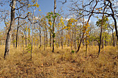 Dry deciduous forest, Cambodia