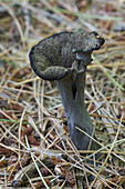 Horn of Plenty Mushroom