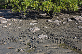 Mangroves at low tide