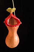 Nepenthes ventricosa Pitcher