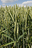 Wheat Crop in Ear