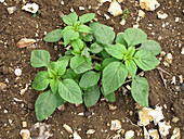 Young Common Amaranth