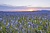 Camas Meadow Sunset, Centennial Marsh, USA