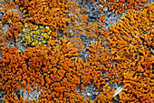 Firedot Lichen (Caloplaca sp.)