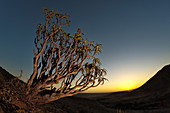 Quiver tree at sunset