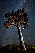 Quiver tree at night