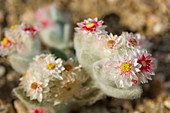 Desert flower