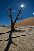 Dead acacia in Dead Vlei