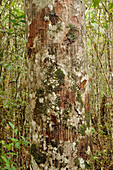 Agathis borneensis trunk