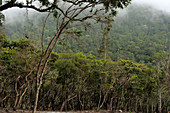 Leptospermum Trees