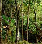 Malaysian Montane Rainforest with Waterfall