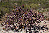 Staghorn Cholla