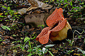 Giant rafflesia flower