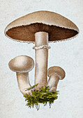 Field Mushroom, Agaricus campestris