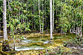 Freshwater swamp forest