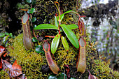 Nepenthes Pitcher Plants
