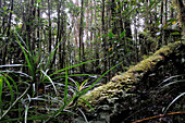 Mossy Forest in Borneo
