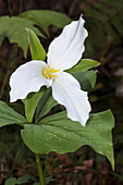 White Trillium