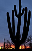 Saguaro Cactus at Sunset