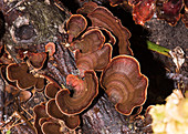False Turkey Tail Fungus (Stereum ostrea)