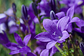 Wall bellfower, Campanula portenschlagiana