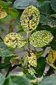 Rose rust lesions on upper leaf surface