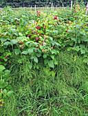 Horsetails Invade Raspberries