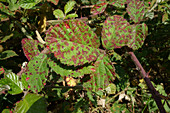 Blackberry Rust Lesions