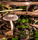 Inocybe Mushroom