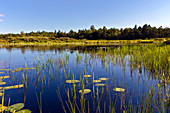 Freshwater Pond Littoral Zone Habitat