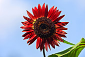 Domestic Sunflower