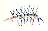 Prehistoric onychophoran worm