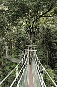 Rainforest Canopy Walkway