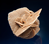 Desert Rose