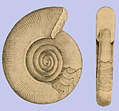 Devonian Ammonite, Illustration