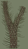 Lepidodendron Branch, Illustration