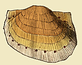 Carboniferous Brachiopod, Illustration
