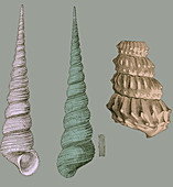 Gastropod and Ammonite, Illustration