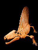 Dimetrodon (Dimetrodon Limbatus)Fossil