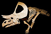 Zuniceratops christopheri, Fossil