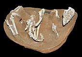 Troodontid Dinosaur Fossil
