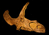 Tricerotops Skull Fossil